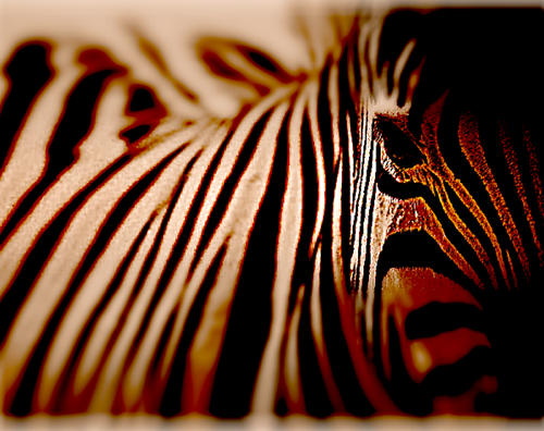 zèbre hypnose Lauras